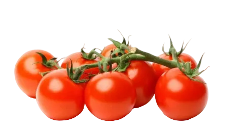 About RootCorner – Technical Center and Garden Center for Responsible Solutions